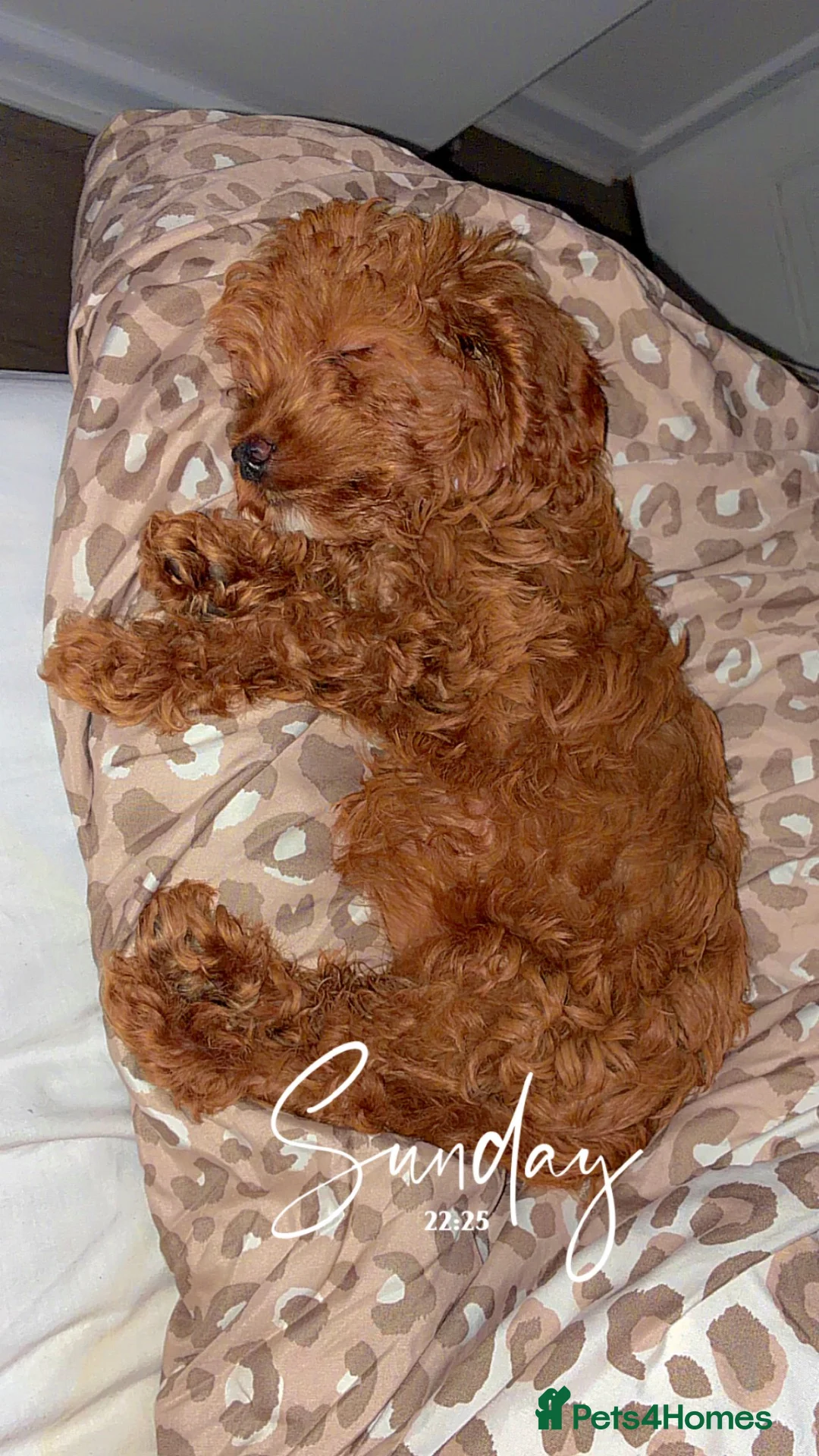 Cockapoo dogs for sale: Pippa the cockapoo - Advert 2