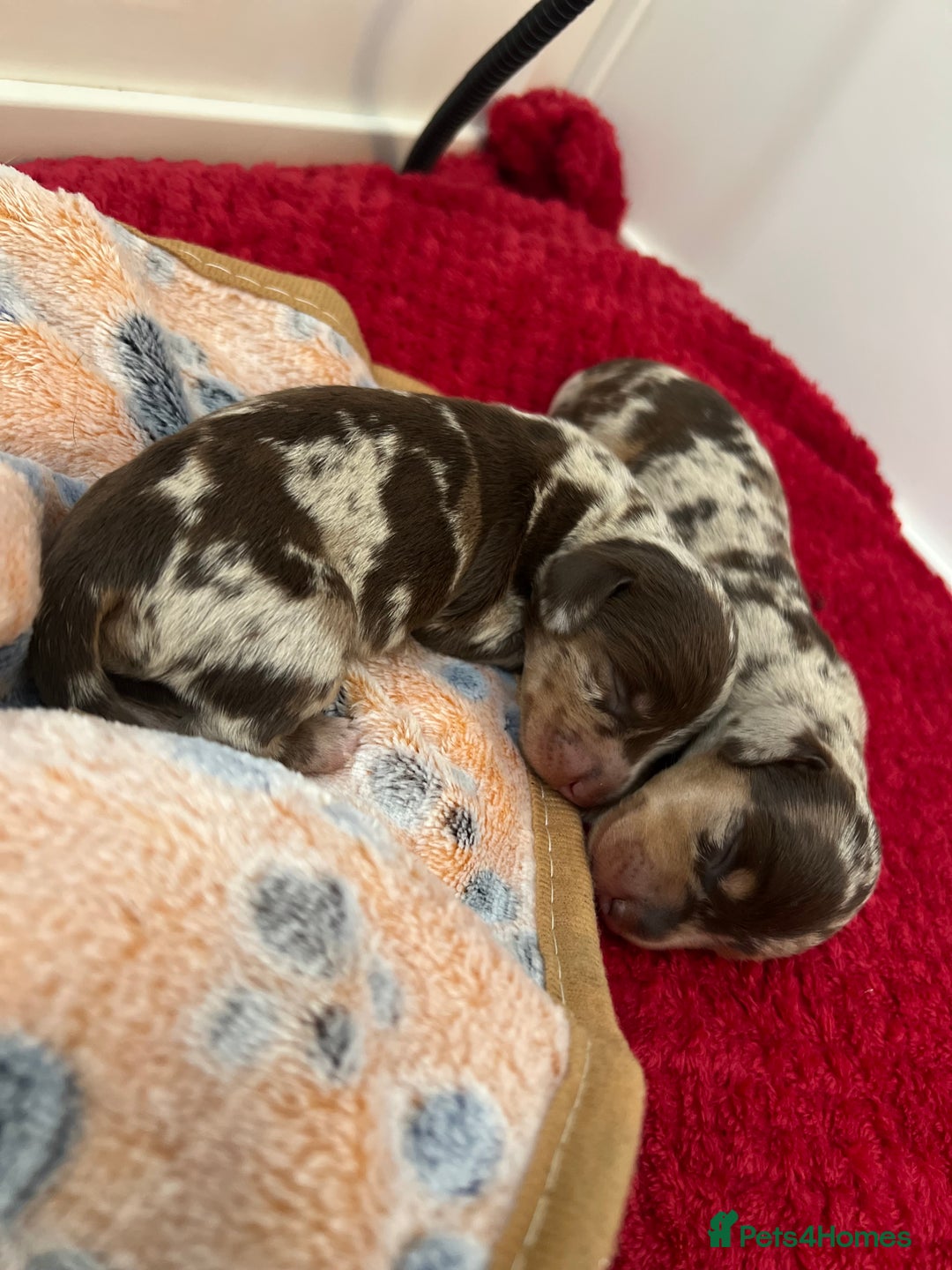 Dachshund dogs for sale: 5 beautiful daschund’s for sale  - Image 4