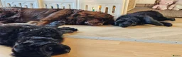 Newfoundland dogs for sale: Beautiful Newfoundland puppies  - Advert 4