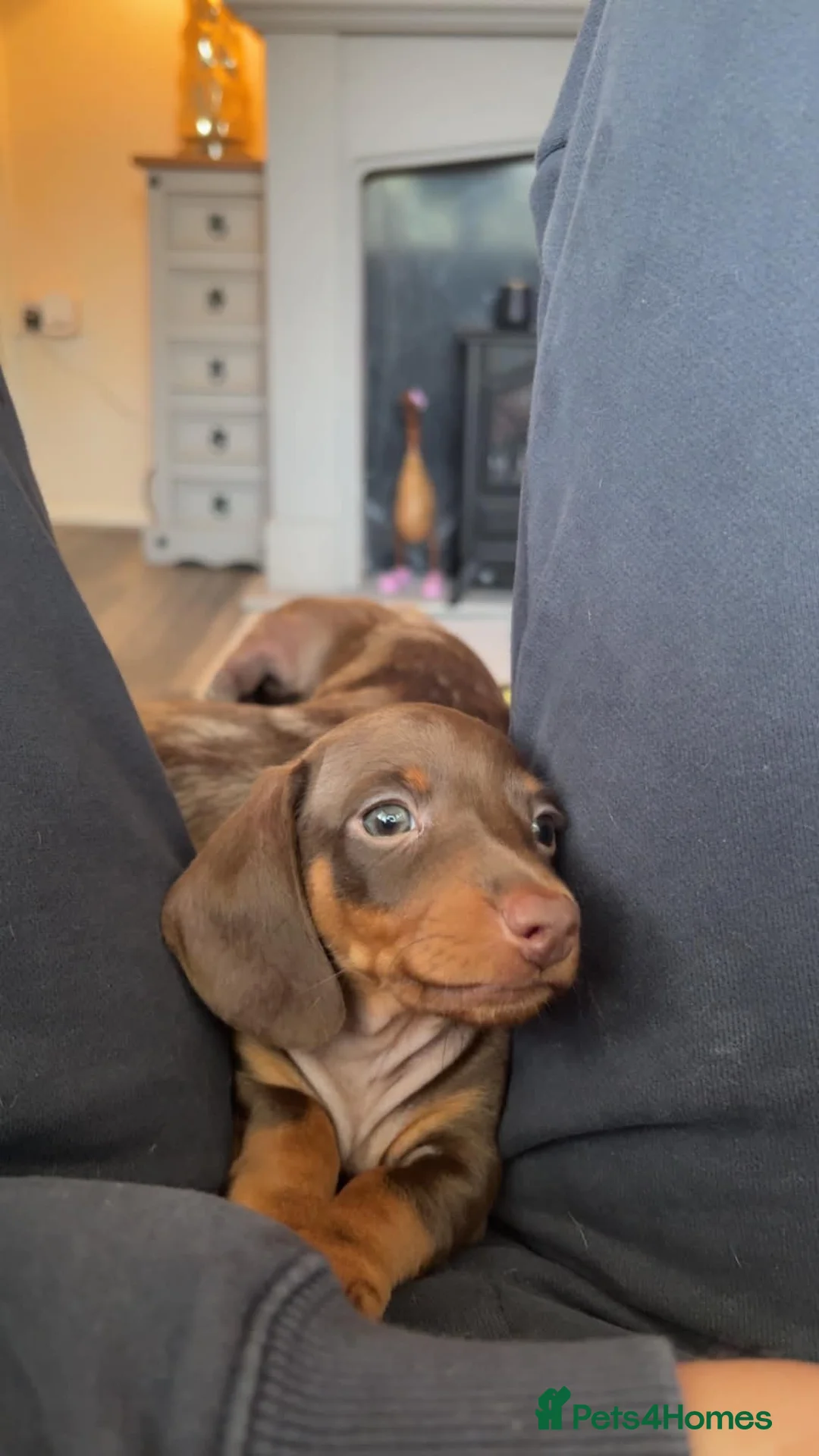 Dachshund dogs for sale: Last little mini dachshund girl  - Advert 2