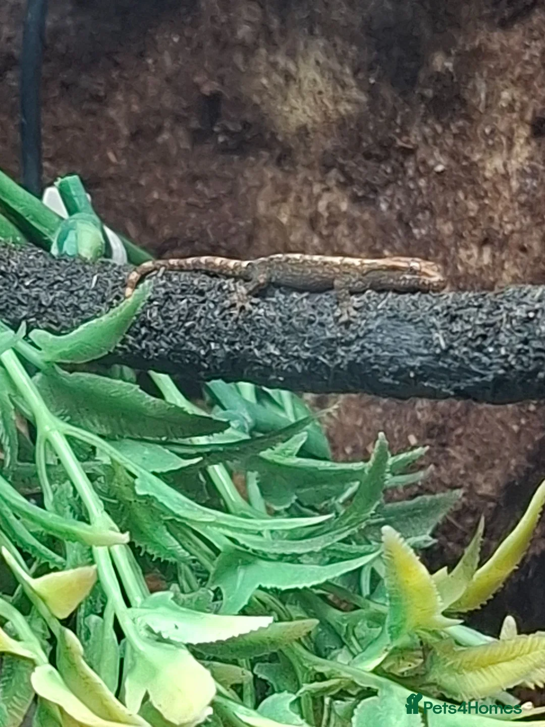 Gecko reptiles for sale: Mourning geckos, Lepidodactylus lugubris in Hereford - Advert 2