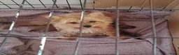 Yorkshire Terrier dogs for sale: Golden yorkie  - Advert 1