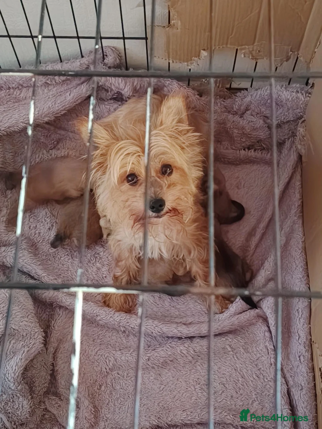 Yorkshire Terrier dogs for sale: Golden yorkie  - Advert 1