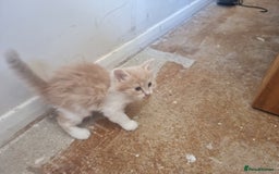 Mixed Breed cats for sale: Half norweigen forest cat 1/4 bengal 1/4 longhair - Image 23
