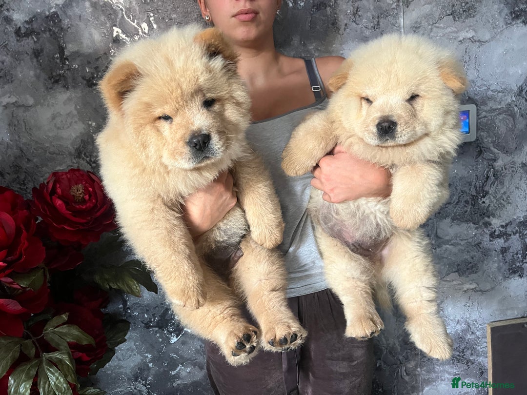 Chow Chow dogs for sale: Beautiful Chunky KC Chow Puppies - Image 3