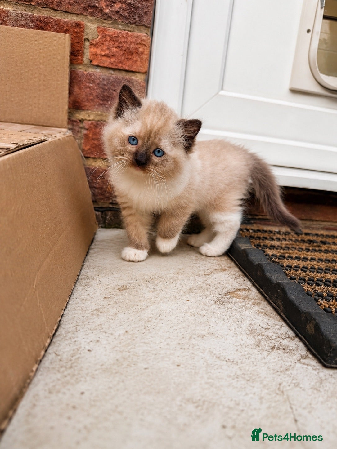 Ragdoll cats Blue Point Ragdolls | Celestial Litter - Advert 1