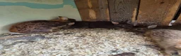 Netherland Dwarf rabbits for sale: 4 baby Netherland dwarf rabbits for sale £50 each  in Manchester - Advert 9