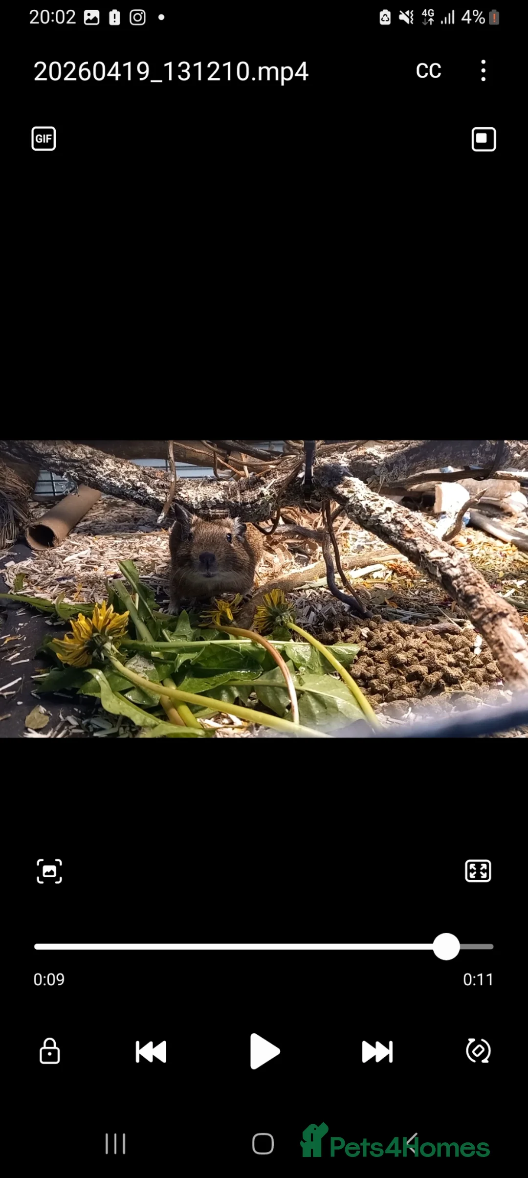 Degus rodents for sale: Degu pair + cage in Penzance - Advert 2