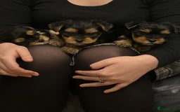 Yorkshire Terrier dogs for sale: Yorkshire terrier puppies - Image 2