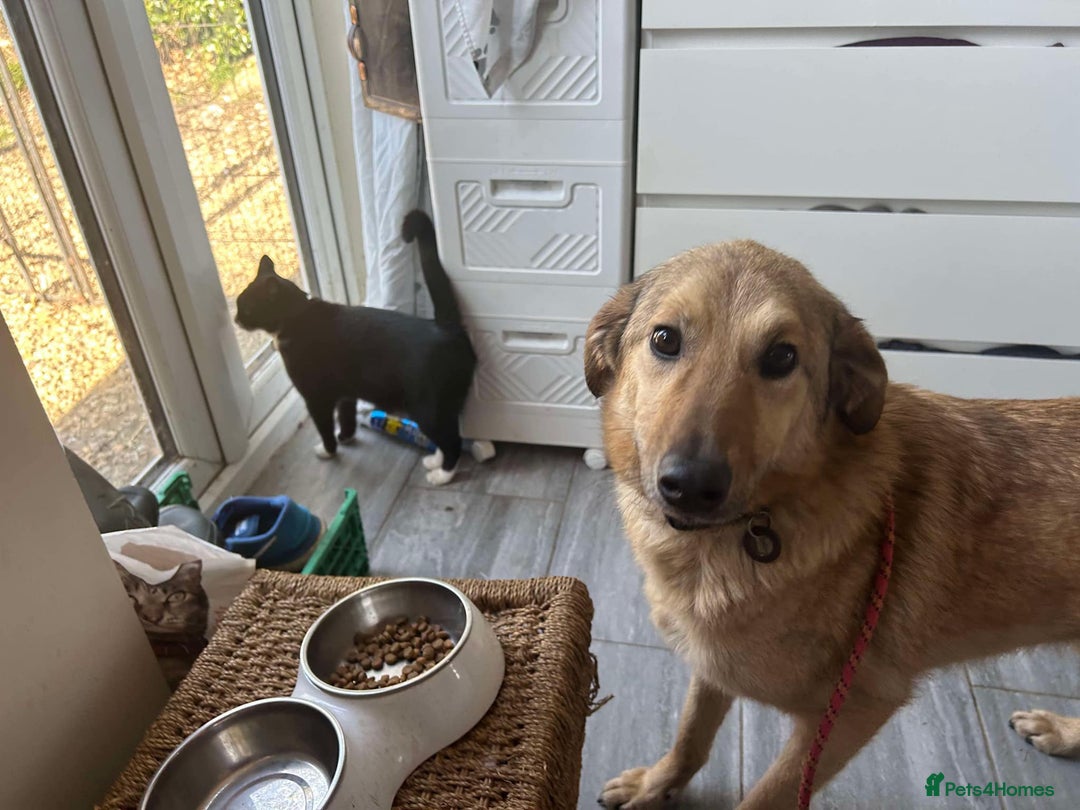 Mixed Breed dogs for adoption: Pettern - Norwich Norfolk  - Image 13