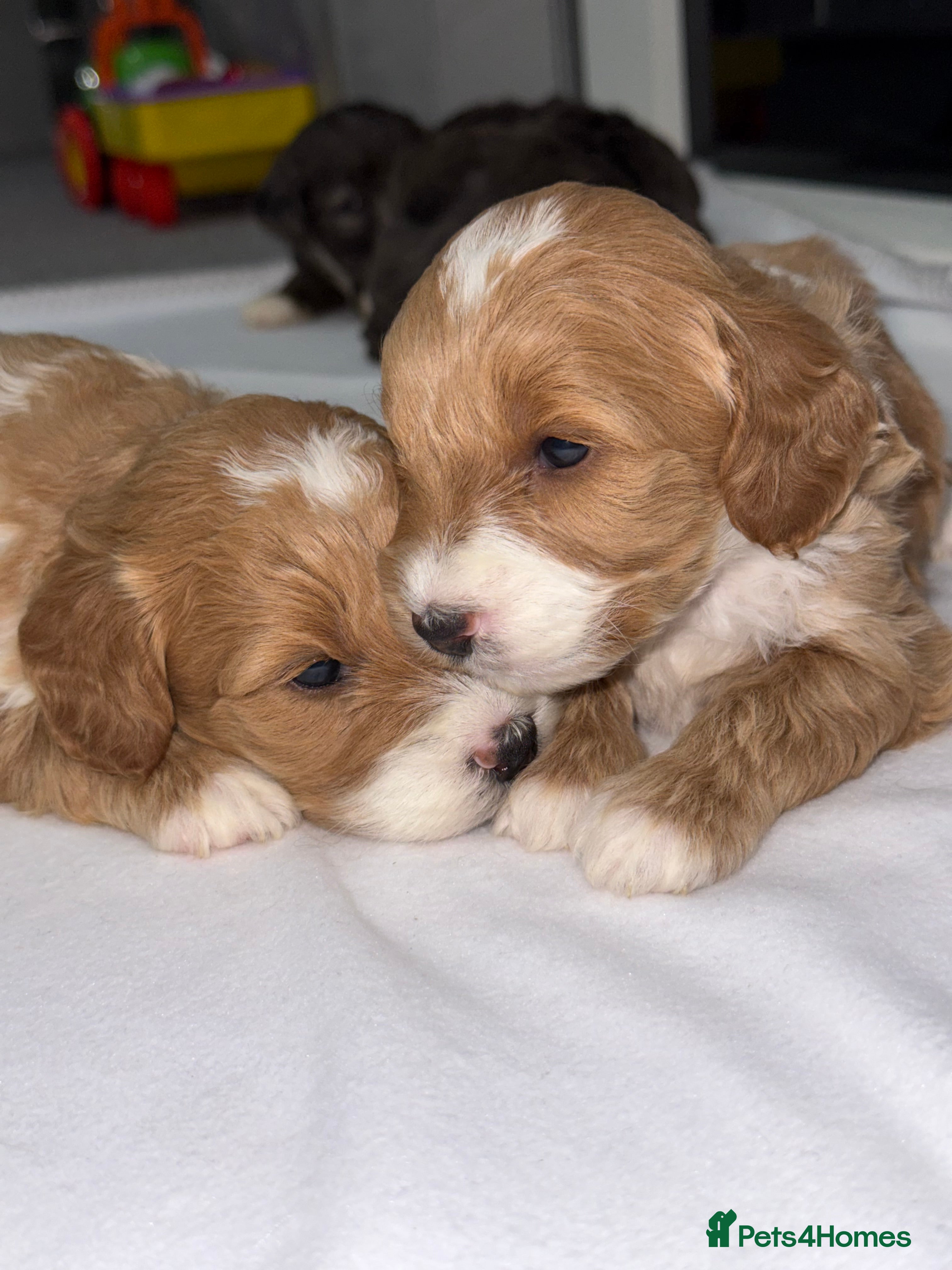 Cockapoo dogs F1B TOY COCKAPOO’S - Advert 1