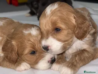 Cockapoo dogs F1B TOY COCKAPOO’S - Advert 1