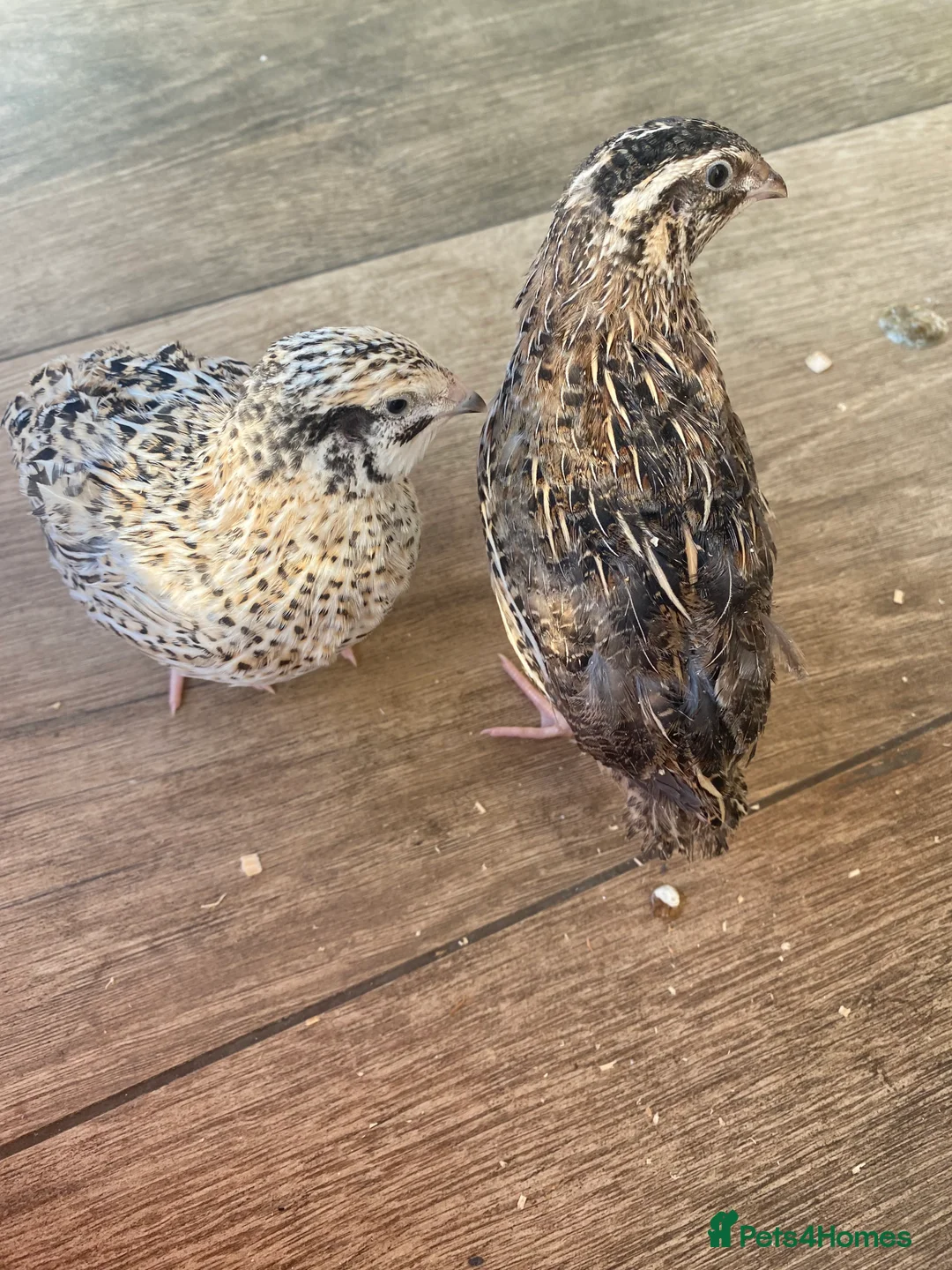 Quail poultry for sale: Jumbo Japanese, Italian, White and Rosetta quails - Advert 6