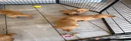 Goldador dogs for sale: GORGEOUS GOLDADORS  - Advert 12