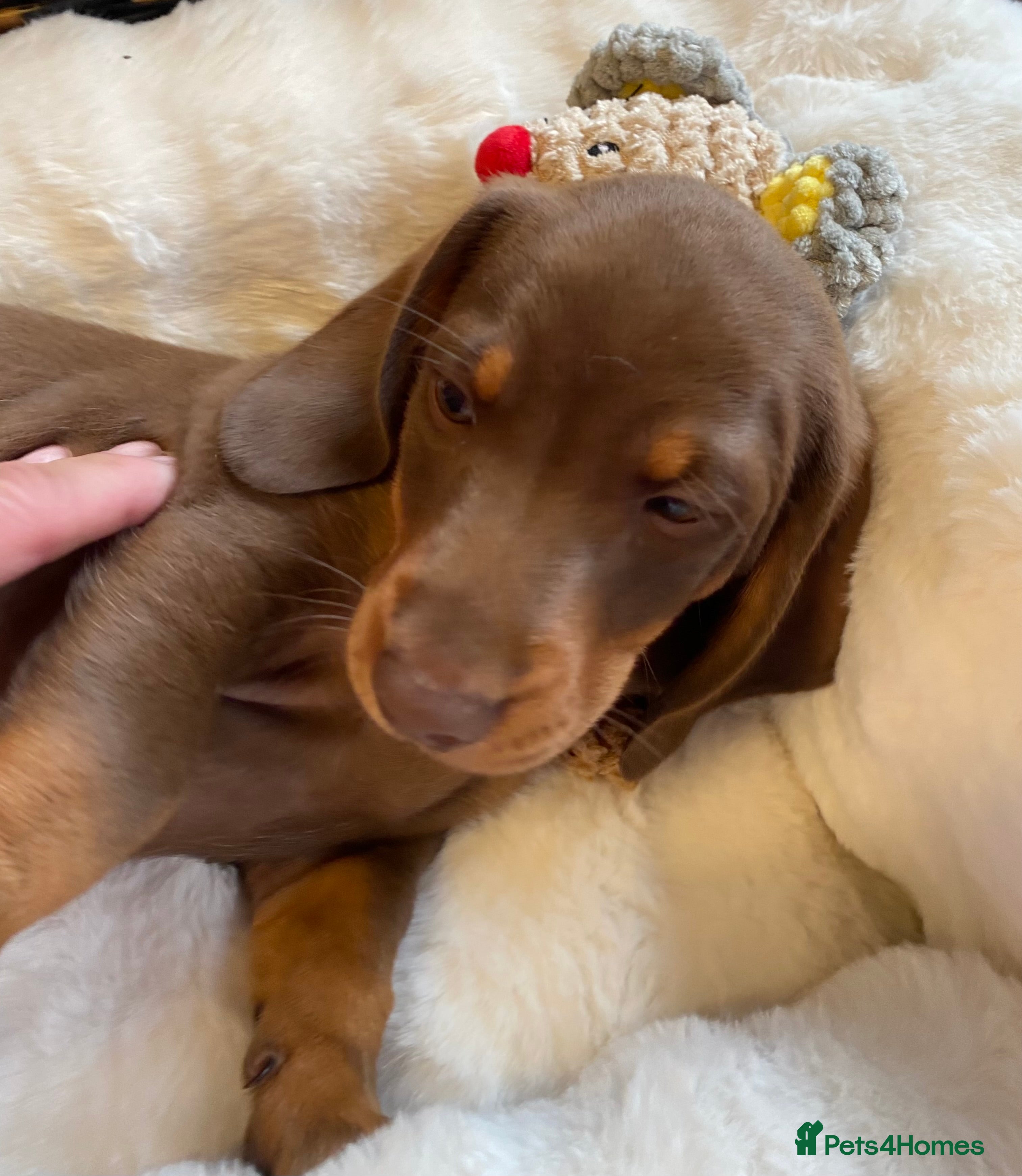 Miniature Dachshund dogs Miniature dachshund  - Advert 2