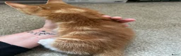 Domestic Shorthair cats for sale: Two stunning ginger kittens for sale.  in Basingstoke - Advert 16