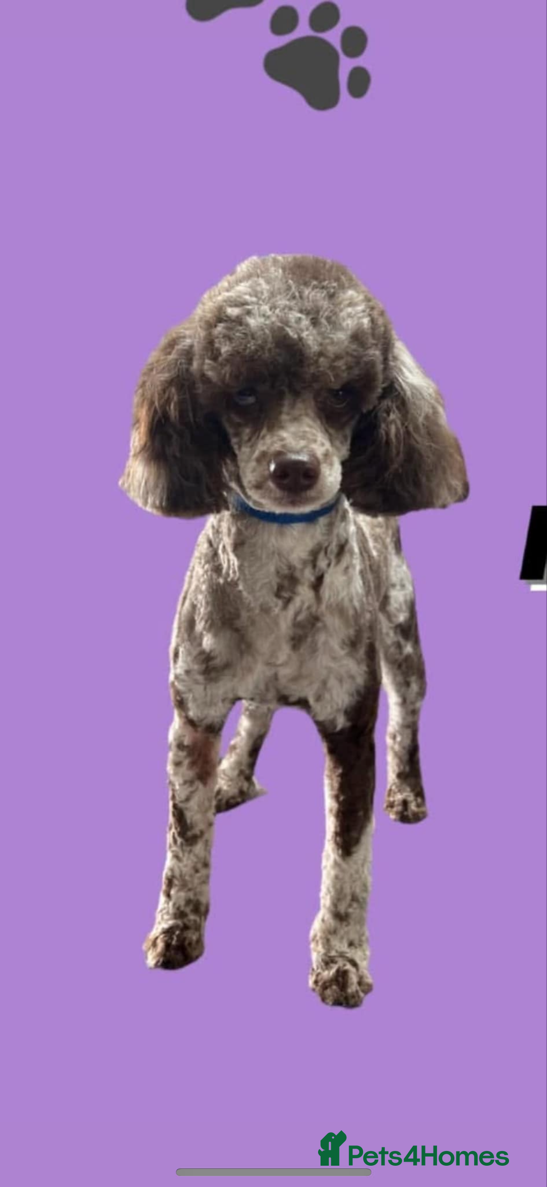 Miniature Poodle dogs for sale: Stunning miniature poodle - Image 8