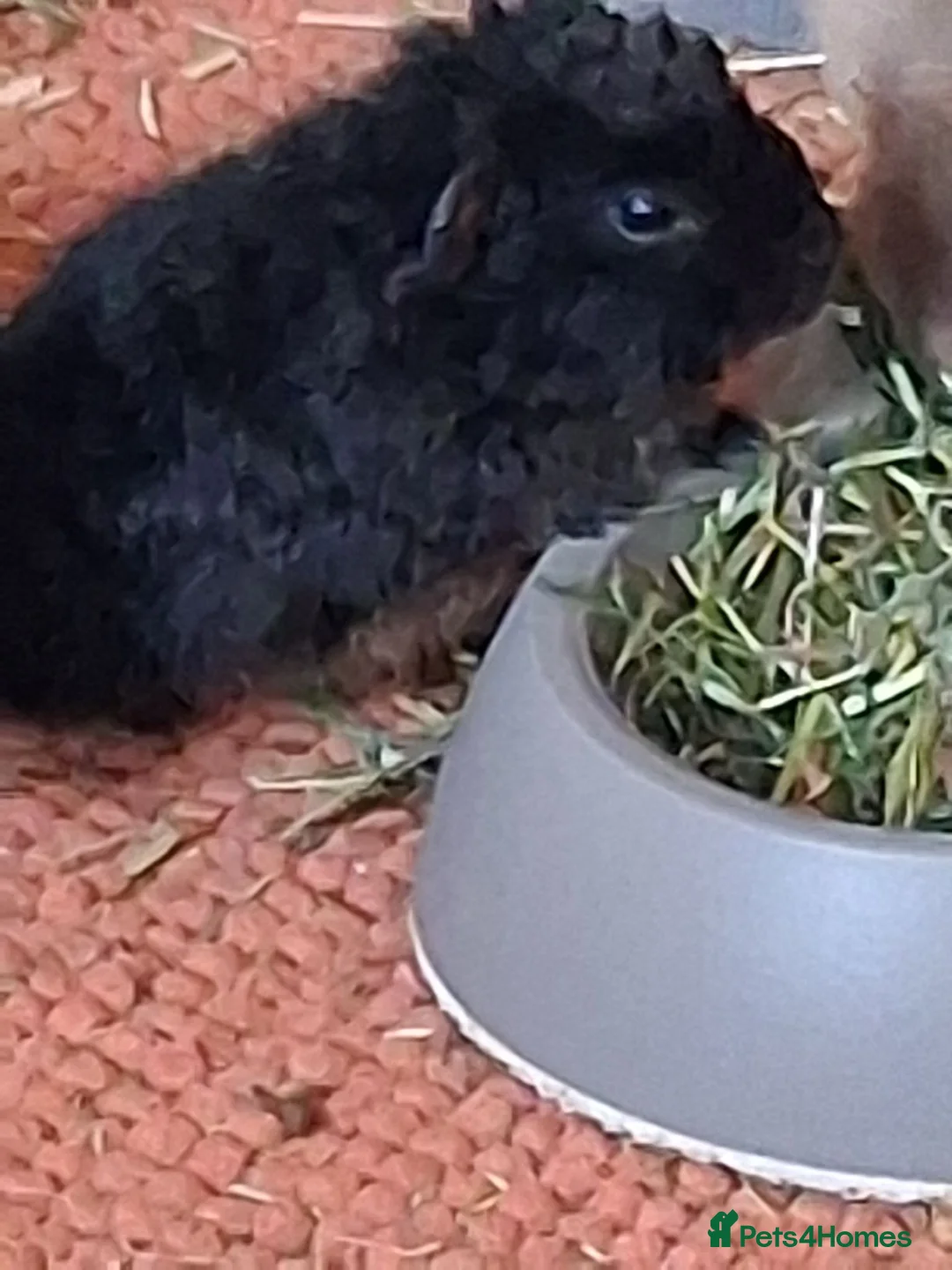 Guinea Pig rodents for sale: Beautiful Texel and Merino boars  - Advert 15