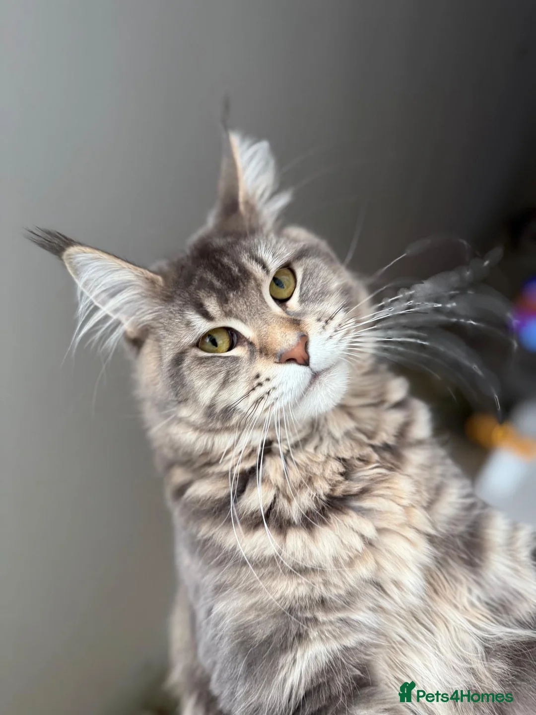 Maine Coon cats for sale: Female Maine coon *ACTIVE* - Advert 2