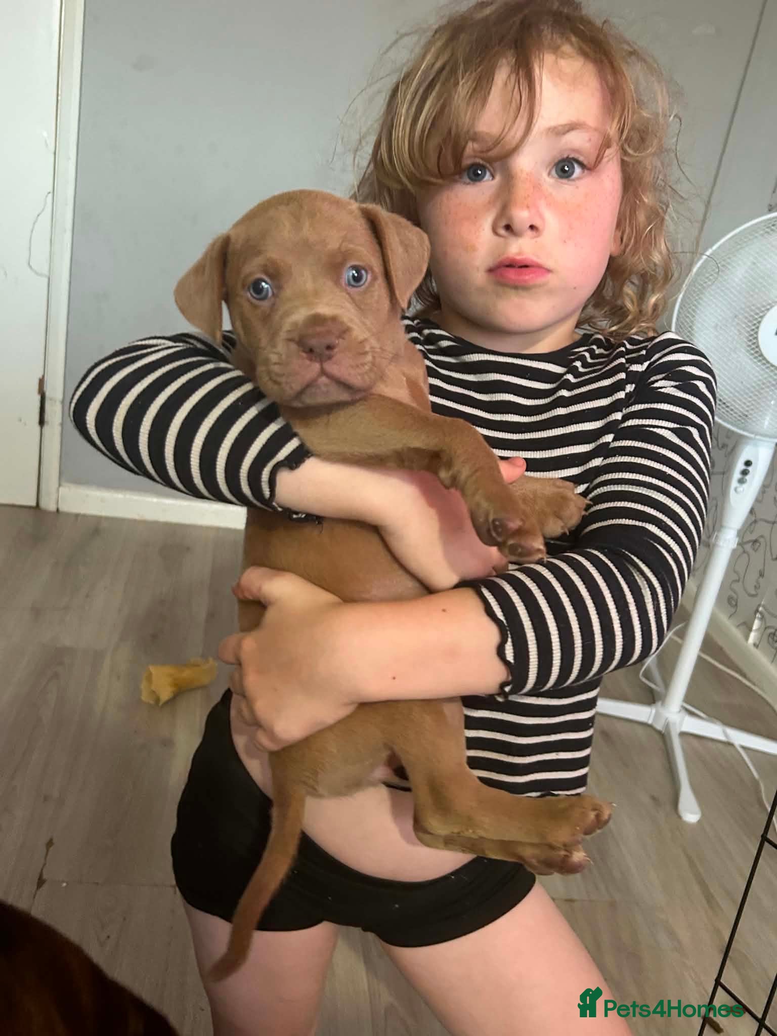 Mixed Breed dogs Beautiful pups looking for homes - Advert 15