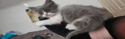 Ragdoll cats for sale: 4 gorgeous kittens available  - Advert 10
