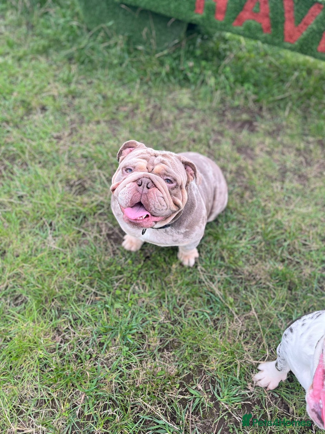 English Bulldog dogs for sale: Ready now  - Image 7