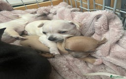 Chihuahua dogs for sale: Beautiful short hair chihuahua  - Advert 10