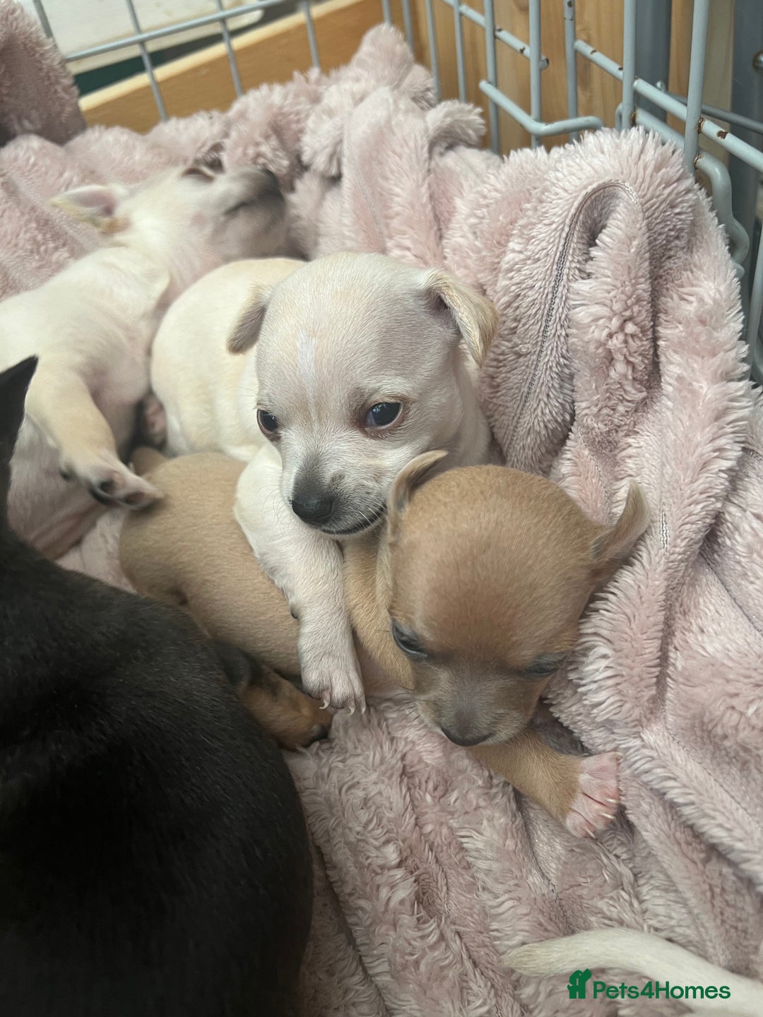 Chihuahua dogs for sale: Beautiful short hair chihuahua  - Advert 10