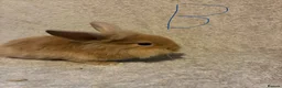 Lionhead rabbits for sale: Pure Lionhead Bunnies  - Advert 3