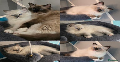 Ragdoll cats in Billericay - Advert 9