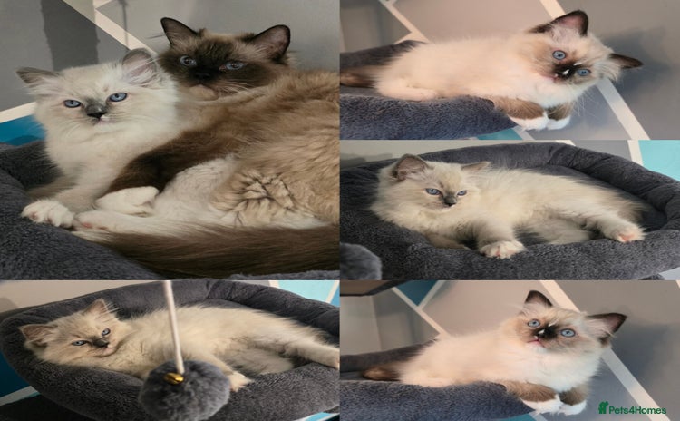 Ragdoll cats in Billericay - Advert 15