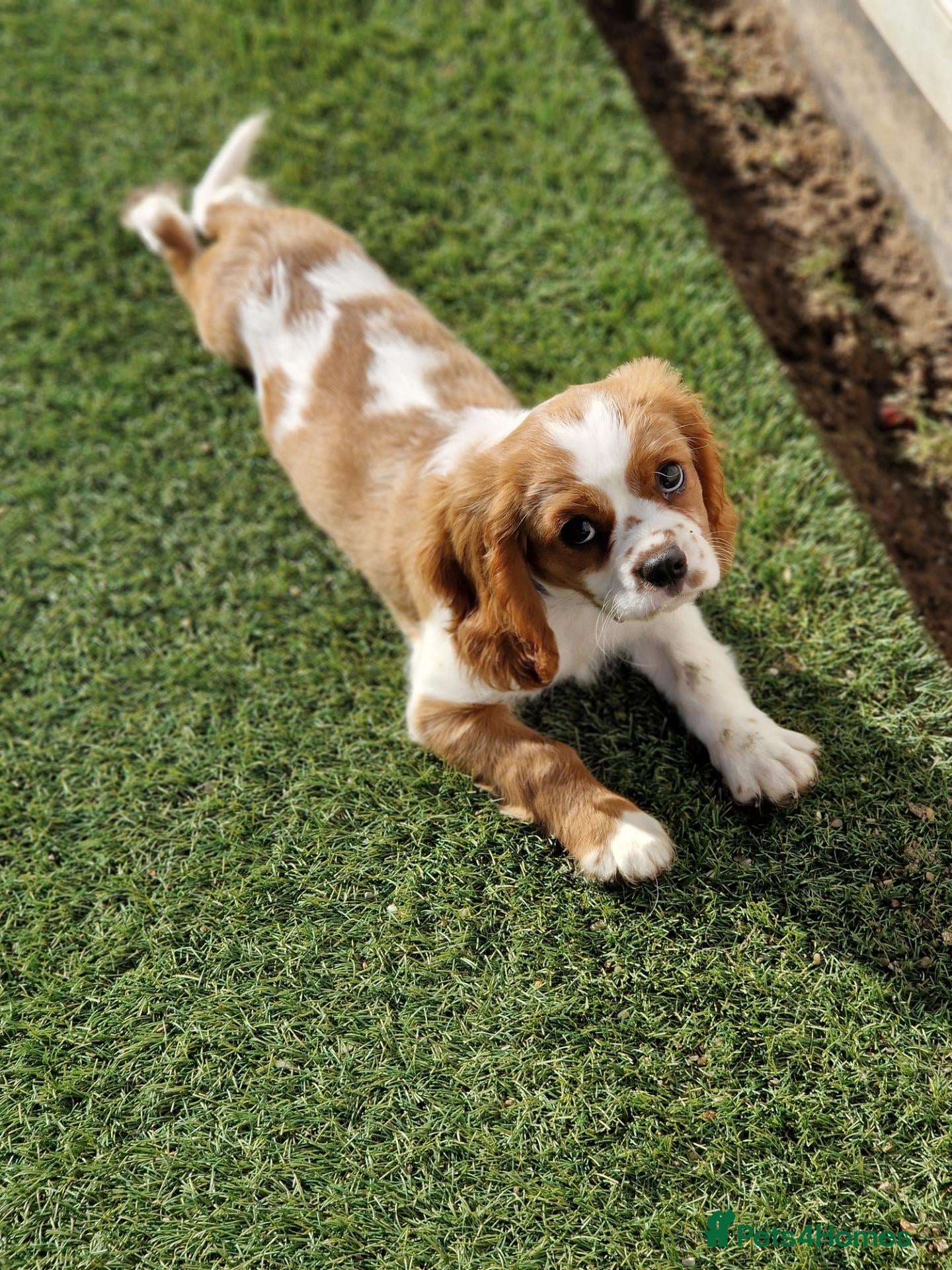 Cavalier King Charles Spaniel dogs for sale: KC Cavalier King Charles Spaniel!DNA tested! - Advert 7