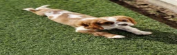 Cavalier King Charles Spaniel dogs for sale: KC Cavalier King Charles Spaniel!DNA tested! - Advert 6