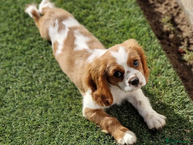 Cavalier King Charles Spaniel dogs for sale: KC Cavalier King Charles Spaniel!DNA tested! - Advert 7