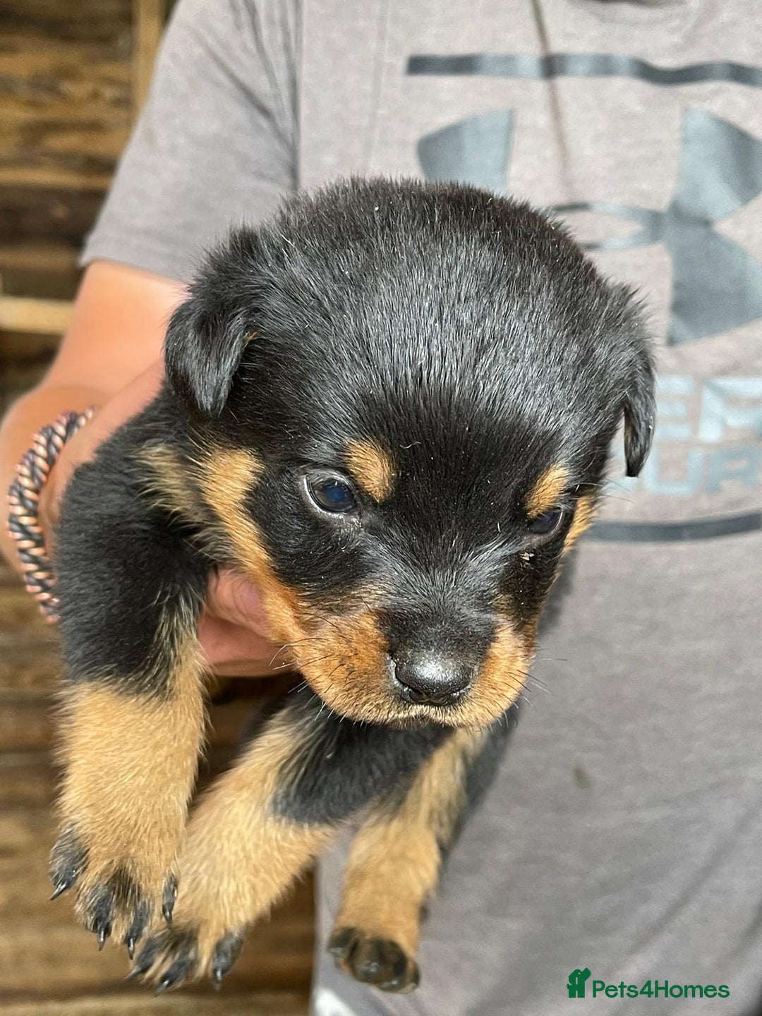 Rottweiler dogs for sale: Rottweiler pups - Image 8