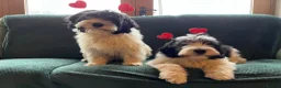 Polish Lowland Sheepdog dogs for sale: Rare Polish Lowland Sheepdog puppy girl available. - Advert 10