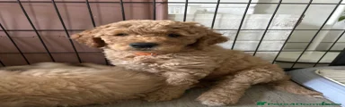 Goldendoodle 6