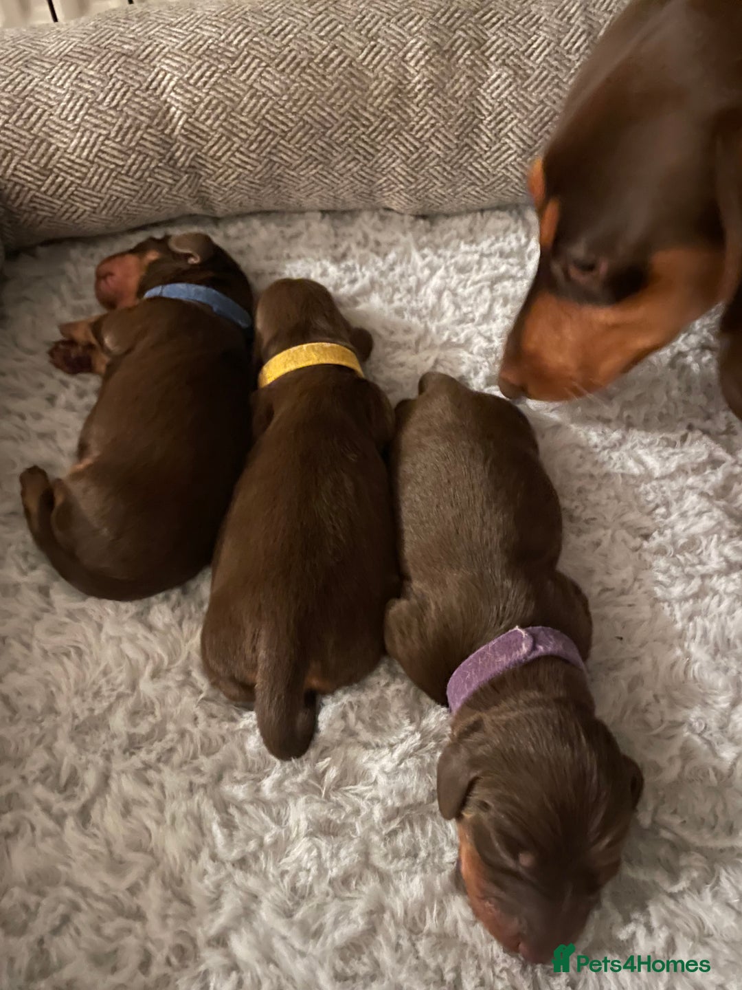 Miniature Dachshund dogs for sale: True miniature Daschund puppies - Advert 3