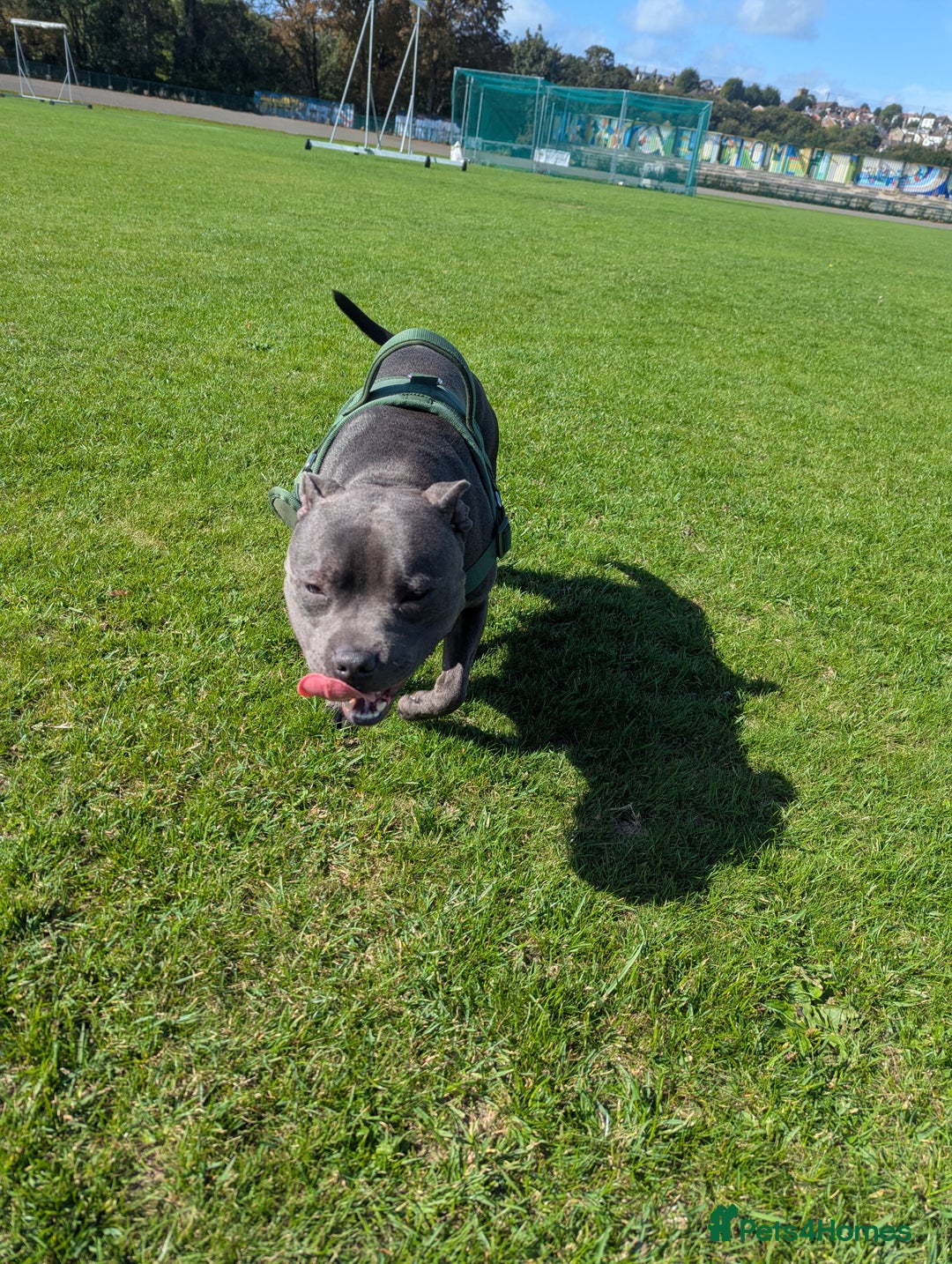 Staffordshire Bull Terrier dogs for sale: Blue staff for sale  - Image 17