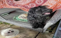 Mixed Breed dogs for adoption: Percy - Hingham Norfolk  - Image 3