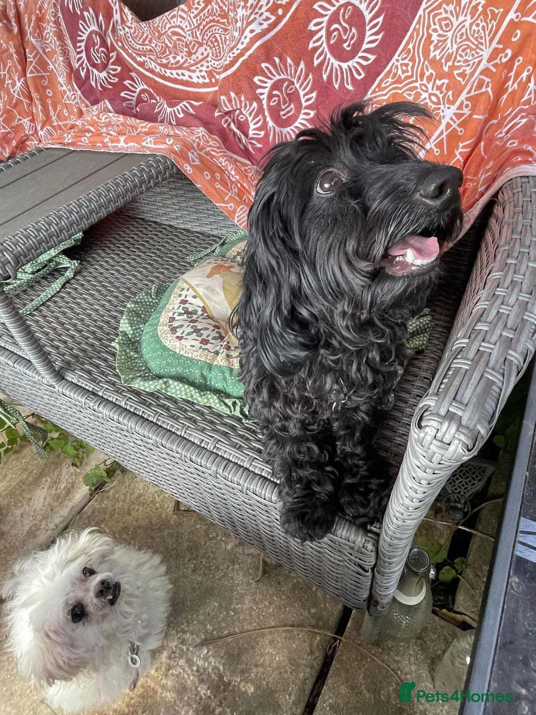 Mixed Breed dogs for adoption: Percy - Hingham Norfolk  - Image 3
