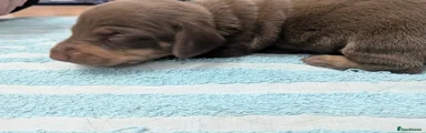 Dachshund 3