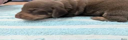 Dachshund dogs for sale: Dachshund puppies! in Mexborough - Advert 2