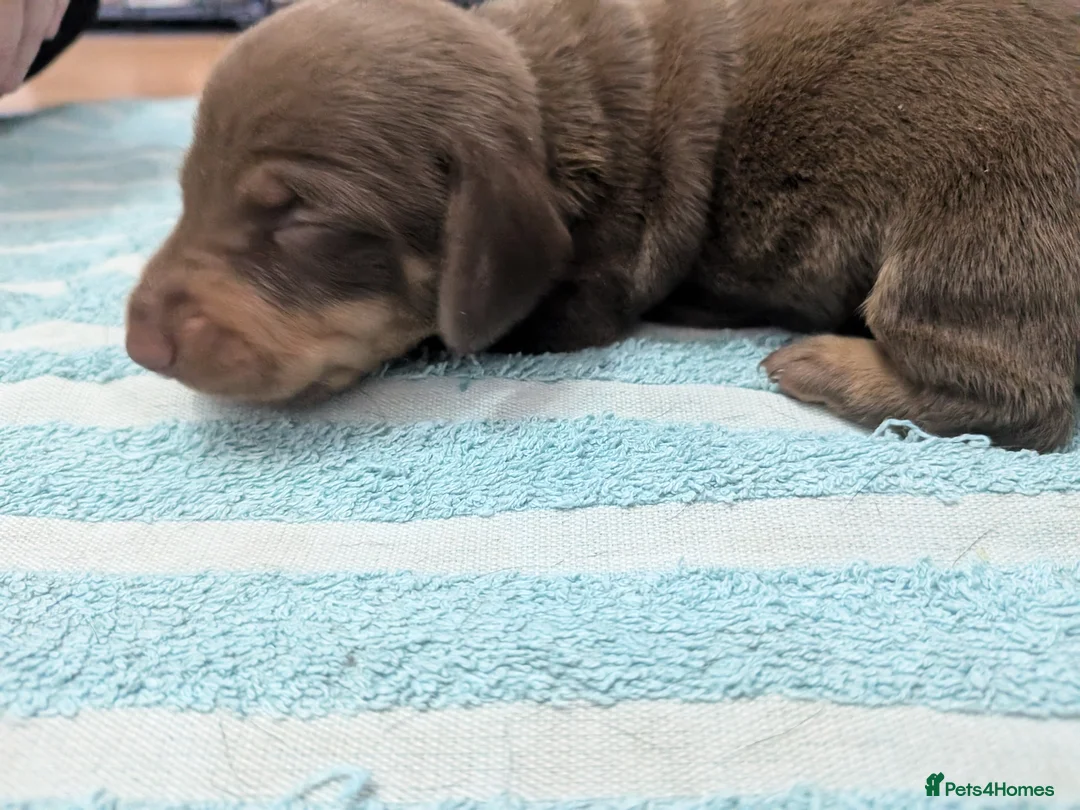 Dachshund dogs for sale: Dachshund puppies! in Mexborough - Advert 2