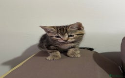 British Shorthair cats for sale: Kitten  - Image 9