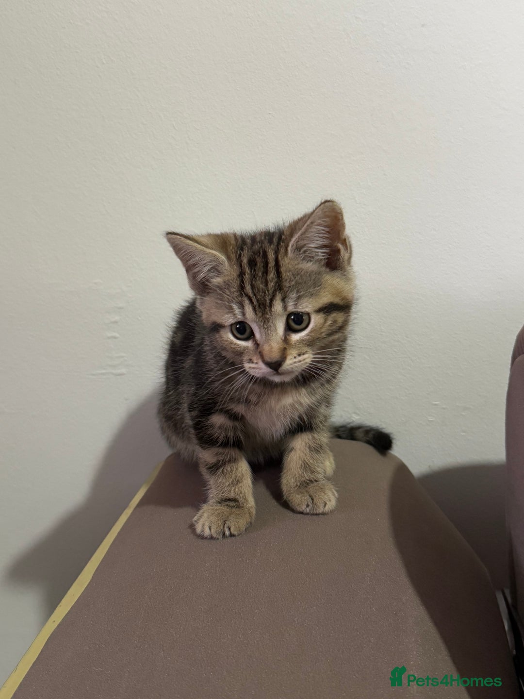 British Shorthair cats for sale: Kitten  - Image 9
