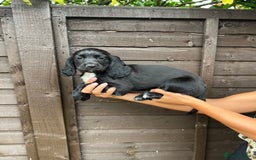 Cocker Spaniel dogs for sale: Cocker spaniel female puppies  - Image 9