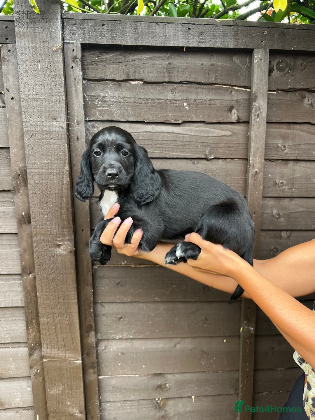 Cocker Spaniel dogs for sale: Cocker spaniel female puppies  - Image 9