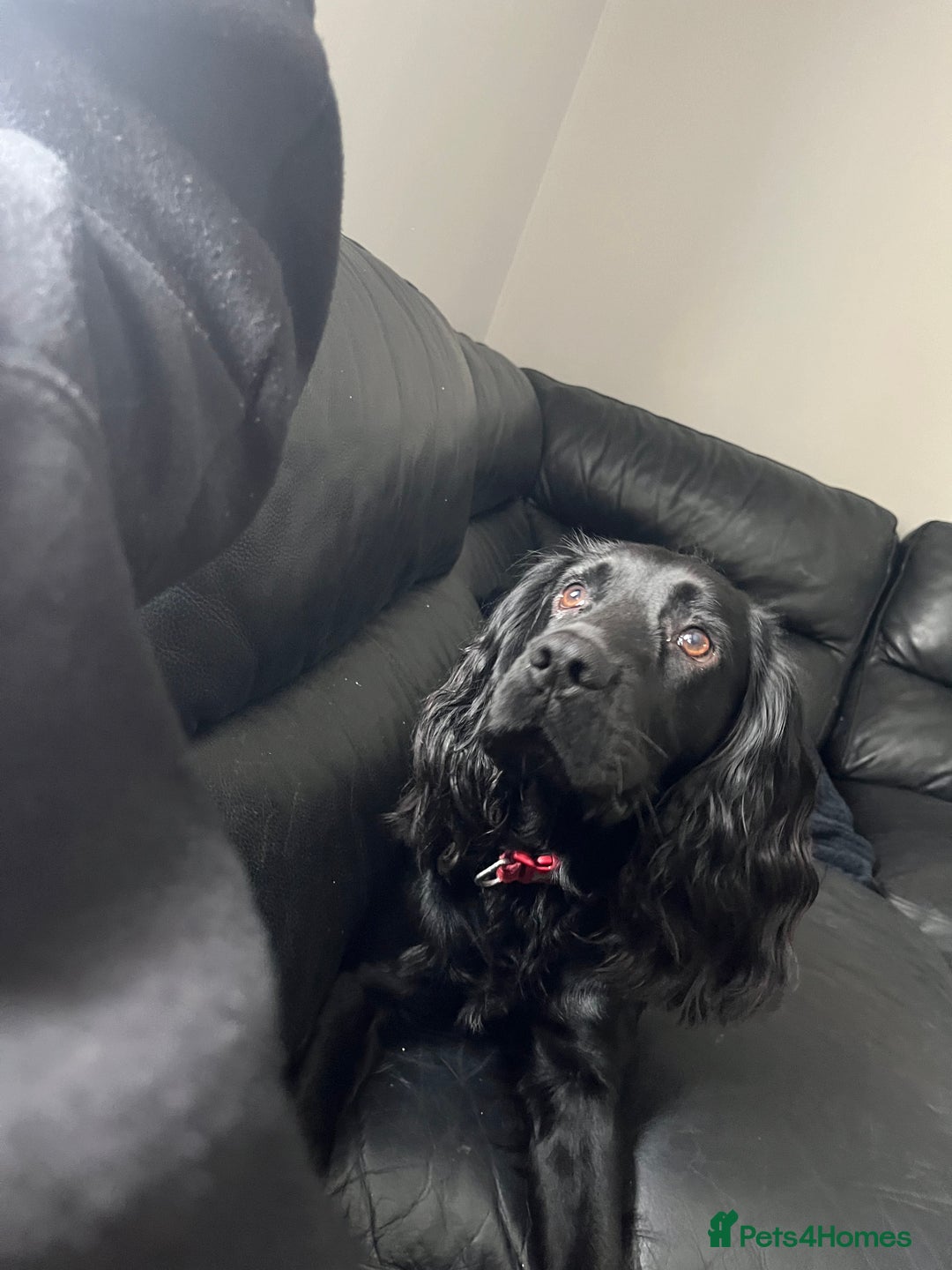 Cocker Spaniel dogs for stud: For stud cocker spaniel - Advert 5