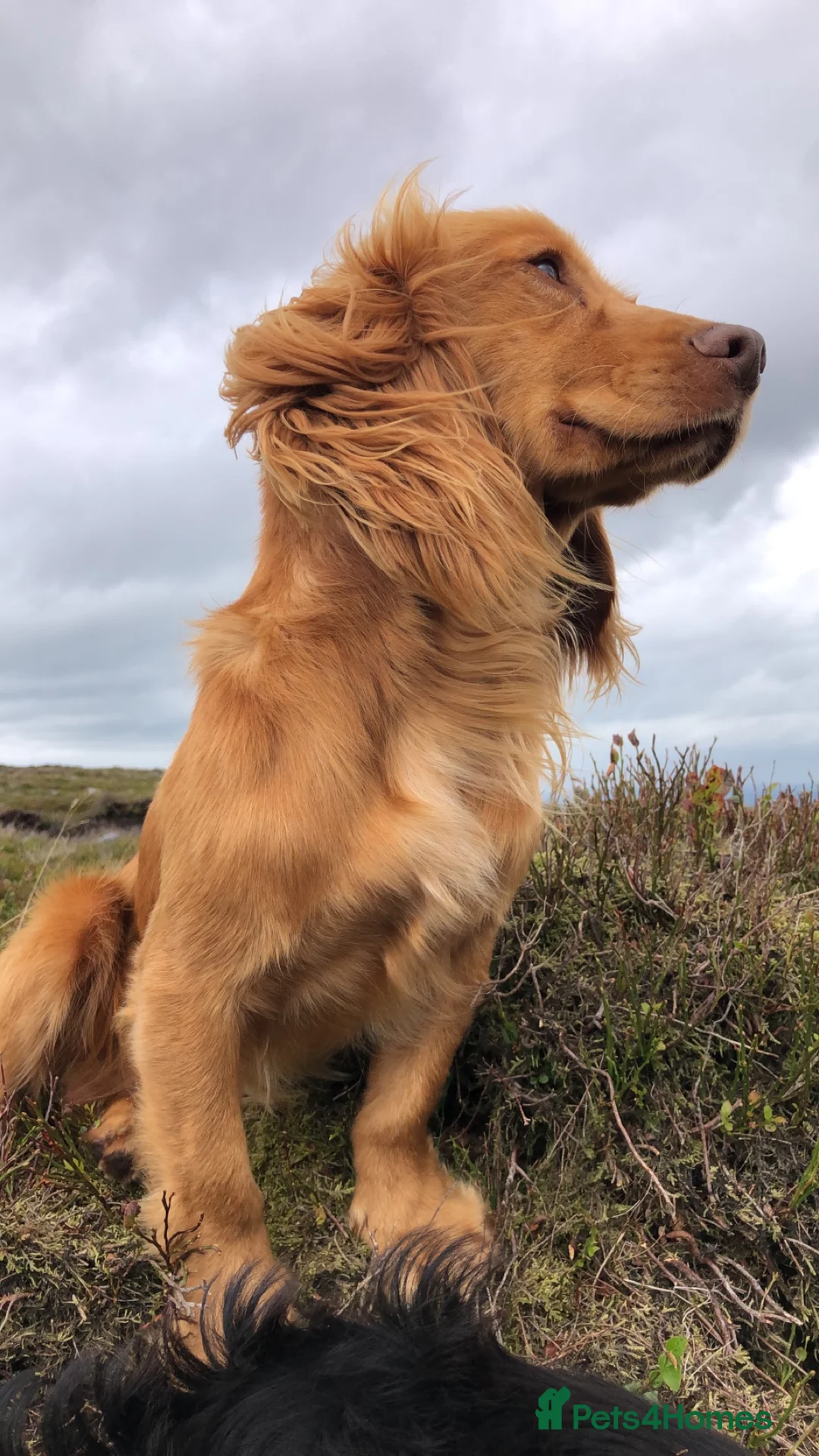Cocker Spaniel dogs for stud: Excellent cocker spaniel standing at stud in Lancaster - Advert 2
